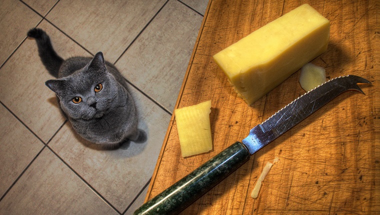Britische Kurzhaarkatze in der Küche, die darauf wartet, von ihrem Lieblingskäse gefüttert zu werden.