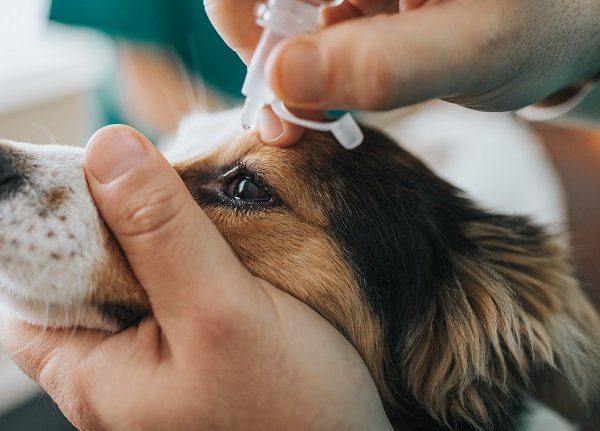 Close up of a dog receiving eye drops of artificial tears during medical exam at animal hospital.