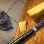 British shorthair cat in the kitchen waiting to be fed some of her favourite cheese.