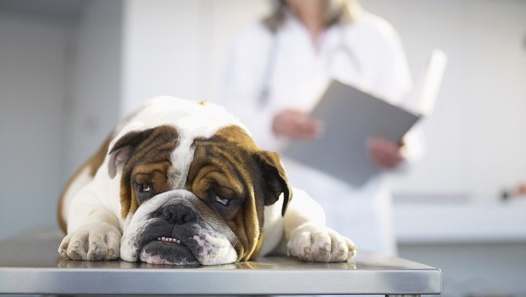 Kranke Bulldogge mit Leukämie auf dem Tisch des Tierarztes