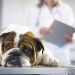 Sick Bulldog with leukemia on Veterinarian