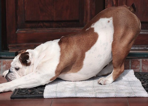 English Bulldog, female, nineteen months old, stretches at the doorstep