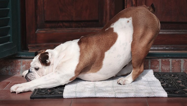 Englische Bulldogge, weiblich, neunzehn Monate alt, streckt sich vor der Haustür