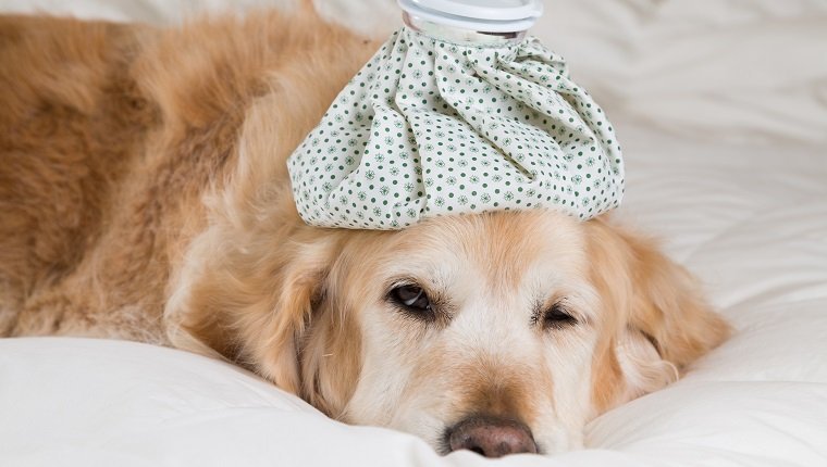 Golden Retriever Dog with pneumonia convalescing in bed