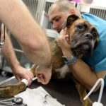 TO GO WITH AFP STORY BY ISABELLE TOUSSAINT - A dog is treated for cancer, possibly lymphoma, at the Eiffelvet veterinary clinic on 22 September, 2014 in Paris. AFP PHOTO / LIONEL BONAVENTURE (Photo credit should read LIONEL BONAVENTURE/AFP/Getty Images)