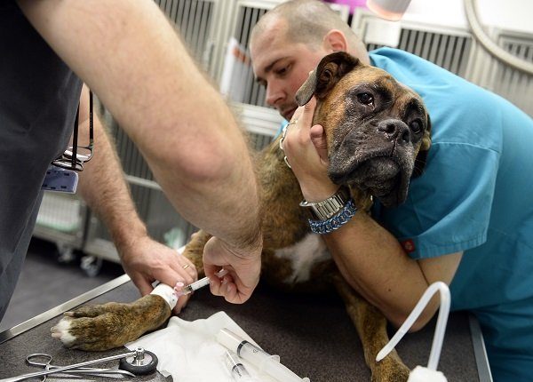 TO GO WITH AFP STORY BY ISABELLE TOUSSAINT - A dog is treated for cancer, possibly lymphoma, at the Eiffelvet veterinary clinic on 22 September, 2014 in Paris. AFP PHOTO / LIONEL BONAVENTURE (Photo credit should read LIONEL BONAVENTURE/AFP/Getty Images)
