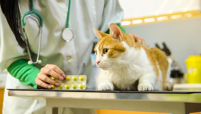 Meloxicam für Katzen Verwendung, Dosierung und Nebenwirkungen