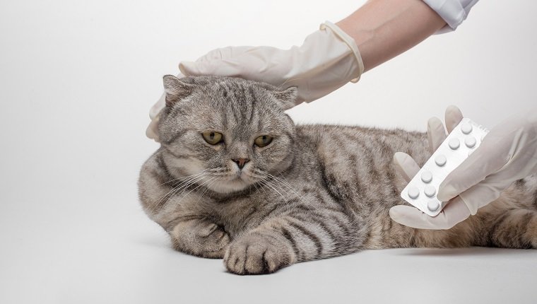 Metoclopramid für Katzen Verwendung, Dosierung und Nebenwirkungen
