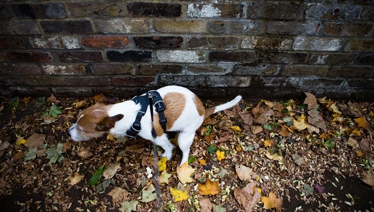 Dog owners can be fined if they fail to clear up after their dog