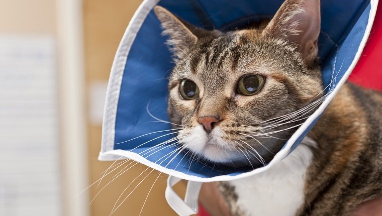 Robenacoxib für Katzen Verwendung, Dosierung und Nebenwirkungen