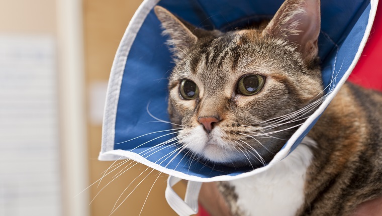 Eine junge Katze sieht besorgt aus, nachdem ein Tierarzt einen Eingriff in einer Tierklinik abgeschlossen hat. Die Katze trägt ein Halsband, um den Behandlungsbereich nicht zu stören. Könnte Robenacoxib brauchen.