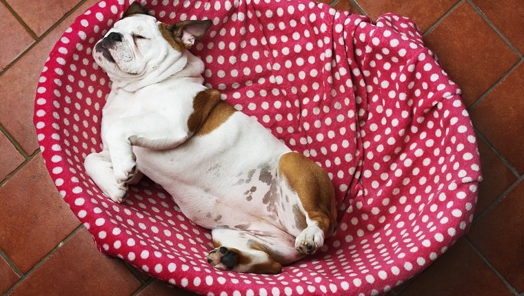 Five-months old female English Bulldog in her bed, as photographed from above while she is pulling a funny pose. Might have gas and need simethicone.