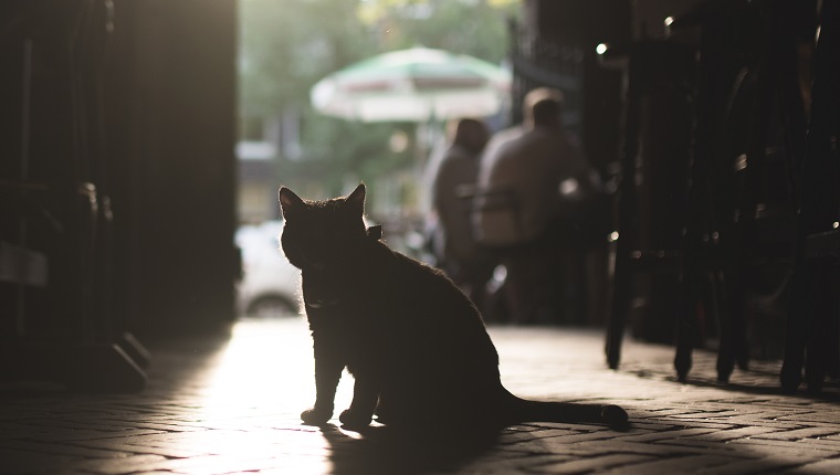 Katze mit tiefem Verständnis Sonne im Hintergrund, Katze in einem Pub in Amsterdam