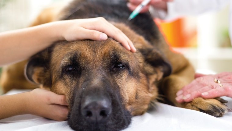 Der Tierarzt gibt den Impfstoff an den Hund Deutscher Schäferhund, Fokus bei Injektion