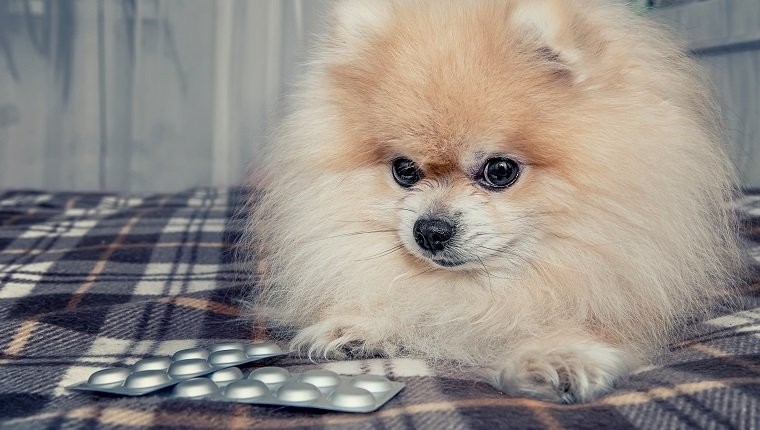 Zyrtec (Cetirizin) Hunde: Verwendung, Dosierung und Nebenwirkungen | Haustiere Welt