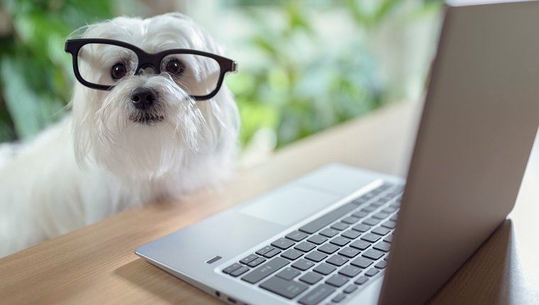 Hund mit Brille mit Laptop