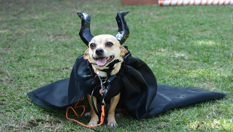 Netter Chihuahua-Haustierhund, der das hausgemachte Kostüm eines Maleficent trägt