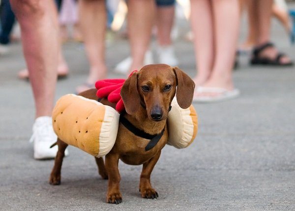 Dachshund dog dressed up as hot dog with ketchup.