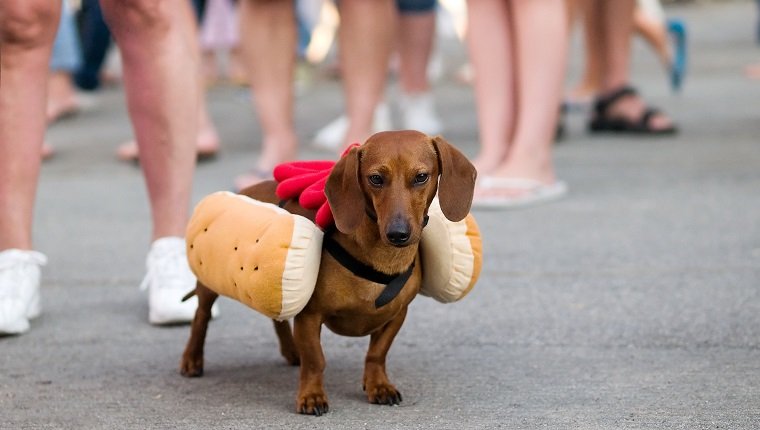 Dachshund dog dressed up as hot dog with ketchup.