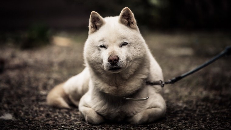 Porträt des Hokkaido-Hundes, der auf Feld sitzt