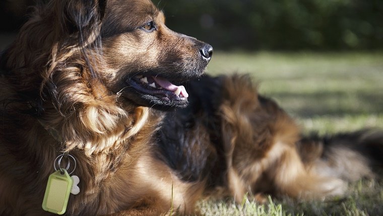 Ein großer brauner Hund, der im Gras liegt und den Kopf dreht, um sich umzusehen. Ein Kragen und Erkennungsmarken.