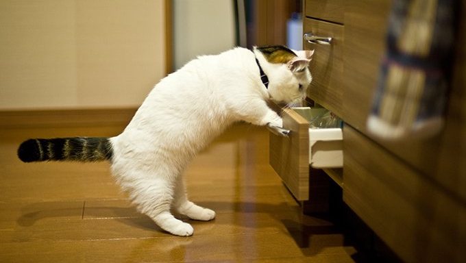 Munchkin-Katze, die in Schublade schaut