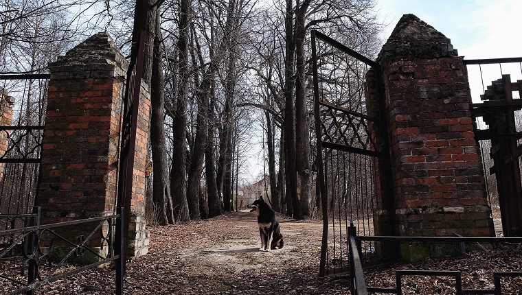 Hund sitzt am Friedhofseingang gegen kahle Bäume