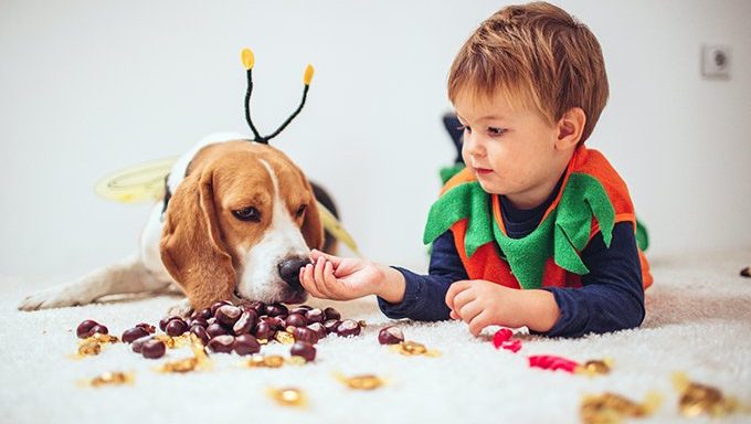 Was tun, wenn Ihr Hund Halloween-Süßigkeiten isst? | Haustiere Welt