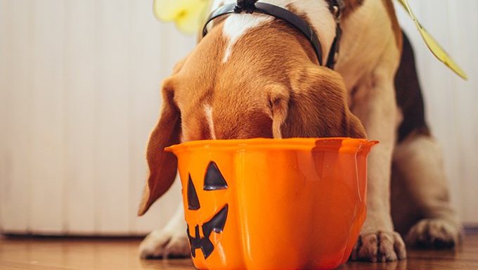 Hund frisst aus Halloween-Schüssel