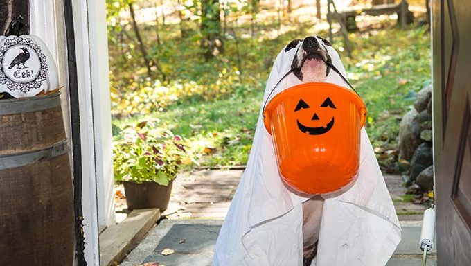 Hund im Geisterkostüm mit Halloween-Eimer