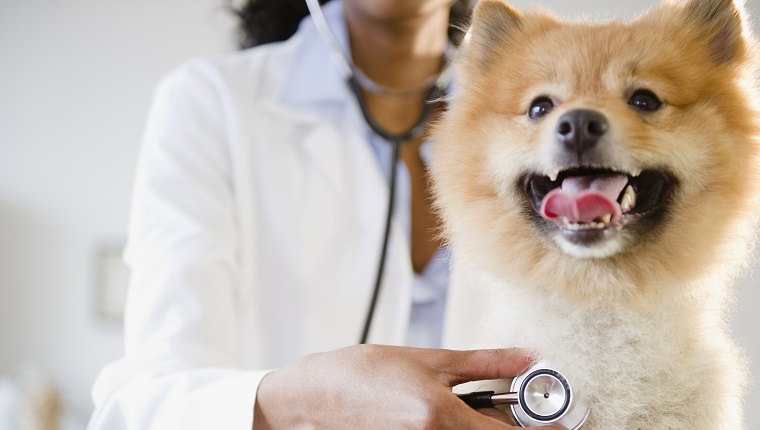 Tierarzt mit gemischten Rassen, der den Herzschlag des pommerschen Hundes hört