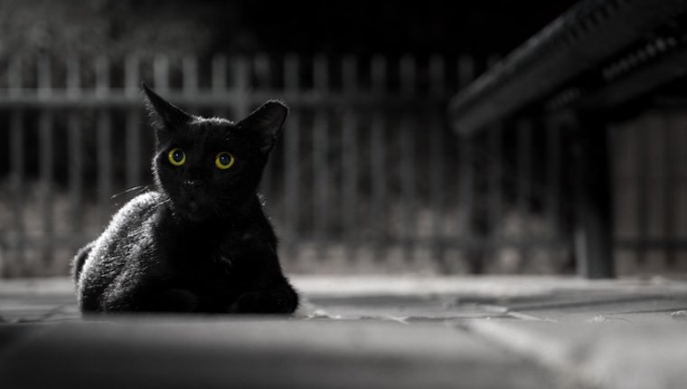 Sie können eine schwarze Katze um Halloween sicher halten