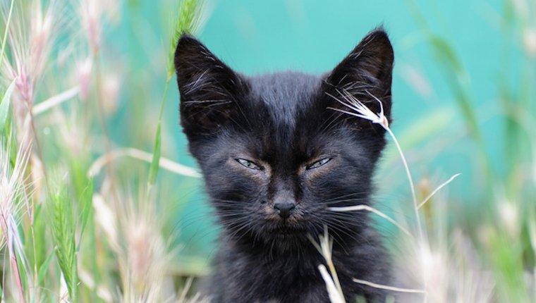 Schwarze Katzen sind kein Pech