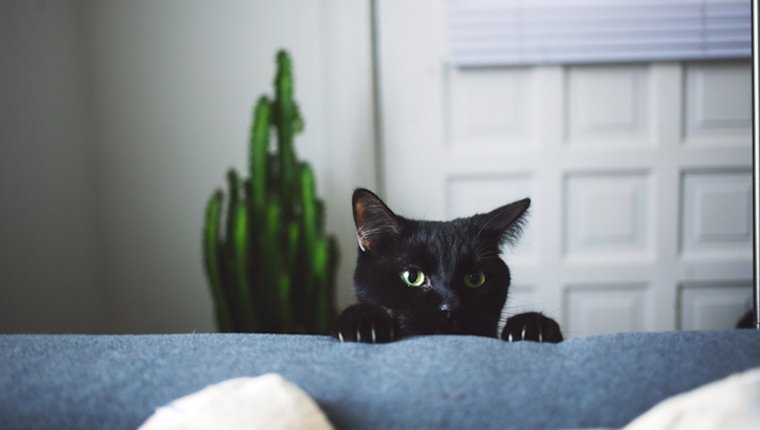 Black Cat Shedding ist weniger auffällig