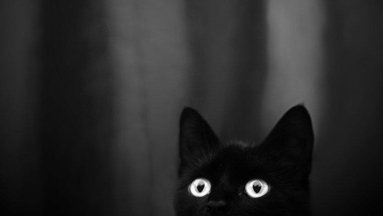 Black Cats Photograph Großartig!