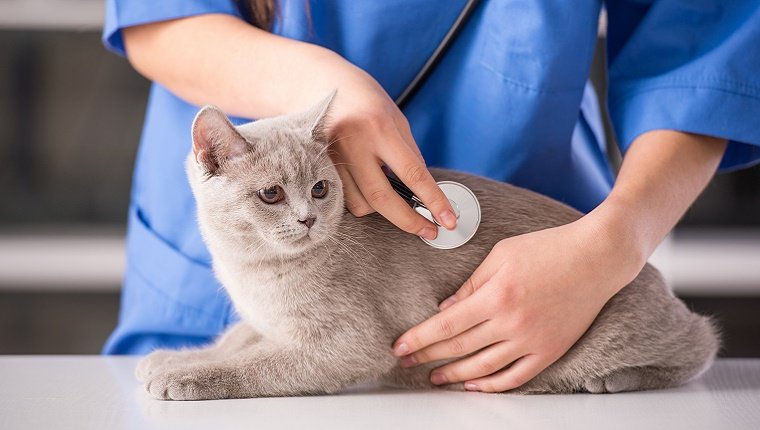 Eine Katze sitzt auf einem Tierarzttisch, während sie ein Stethoskop an die Brust hält.