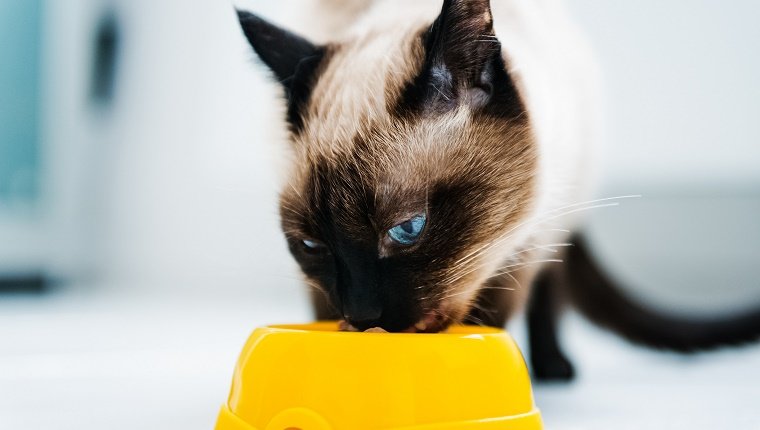 Eine siamesische Katze frisst eine kleine Portion Futter aus einer gelben Schüssel.