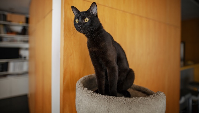 Wir sehen eine schwarze Katze oder eine Bombay-Katze auf dem Bild, er ist glücklich zu Hause, er ist sich etwas bewusst, etwas erregt die Aufmerksamkeit der kleinen Katze. Die Katze ist auf etwas aufmerksam.