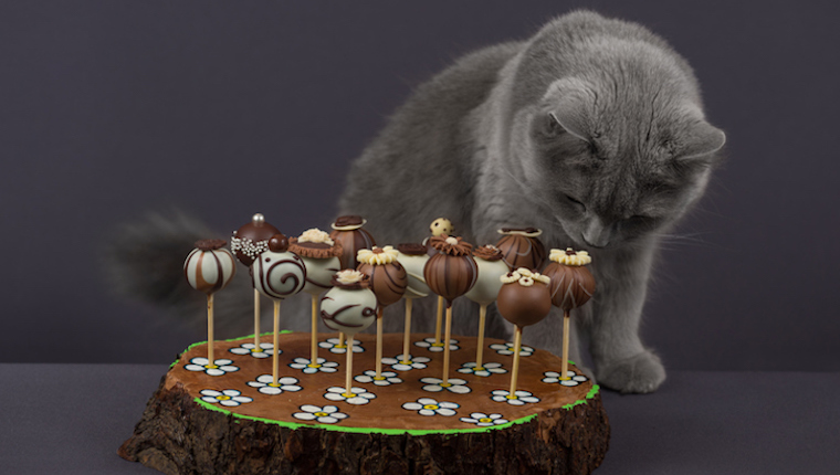 Katzen- und Schokoladenkuchen