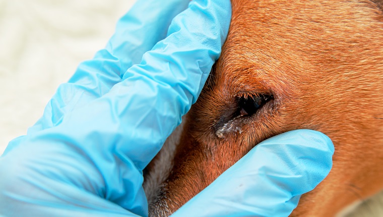 Porträt eines Hundes mit Augenproblemen, Bindehautentzündung. Hund mit stark geschwollenen Augen aufgrund einer Infektion, Hundeauge von der Seite gesehen in einem quadratischen Format, selektiver Fokus auf den Anzeigenkopierraum
