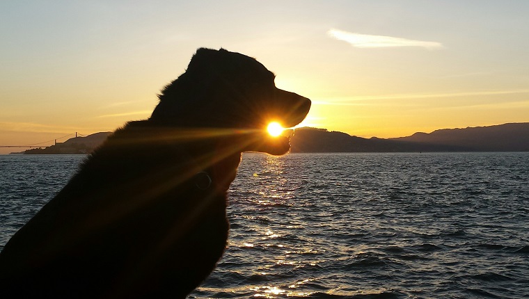 Tiangou, der fliegende Hund, der die Sonne frisst