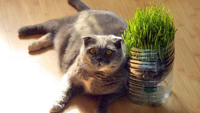 Fette Katze, die auf dem Boden mit Gras sitzt