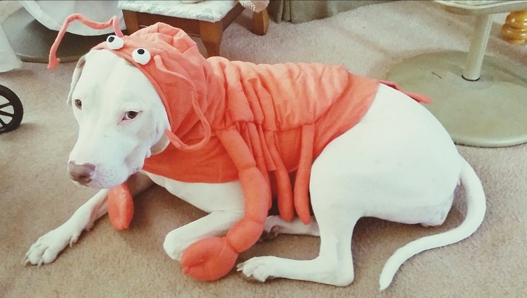 Hund, der Krabbenkostüm trägt
