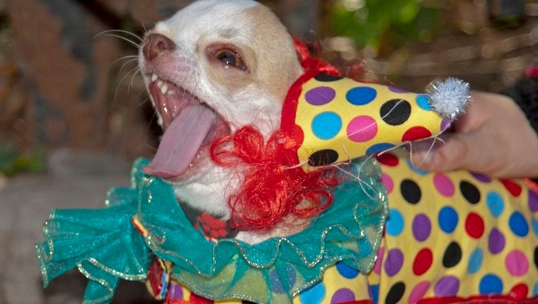 Kleiner Hund, der ein Clownkostüm an Halloween trägt
