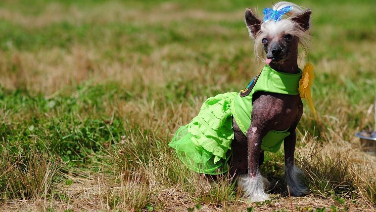 Preisgekrönter kleiner Hund mit grünem Outfit und sportlichem Top-Dog-Band bei einer Hundeausstellung