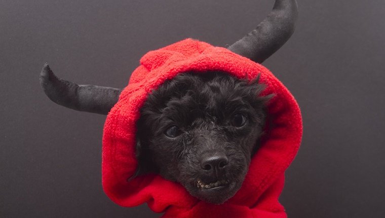 Ein Hund, der ein Teufelskostüm trägt