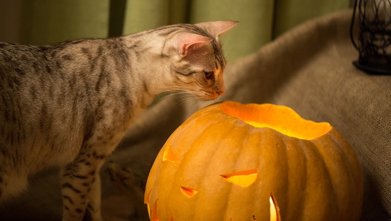 Halloween Vorbereitung. Katze und Kürbis. Jack-o-Laterne. Neugierig, die brennende Laterne zu riechen. Halloween-Konzept.