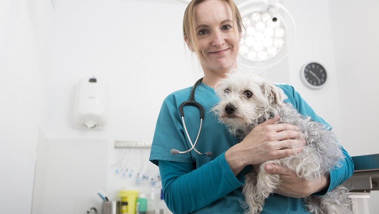 Tierarzt mit Terrierpudel Mischlingshund