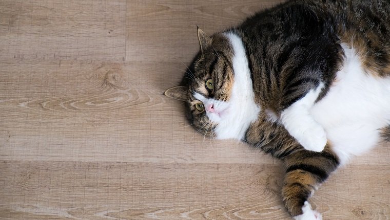 Überkopfblick einer fetten getigerten Katze mit weißen Pelzen, die am Holzboden liegen.