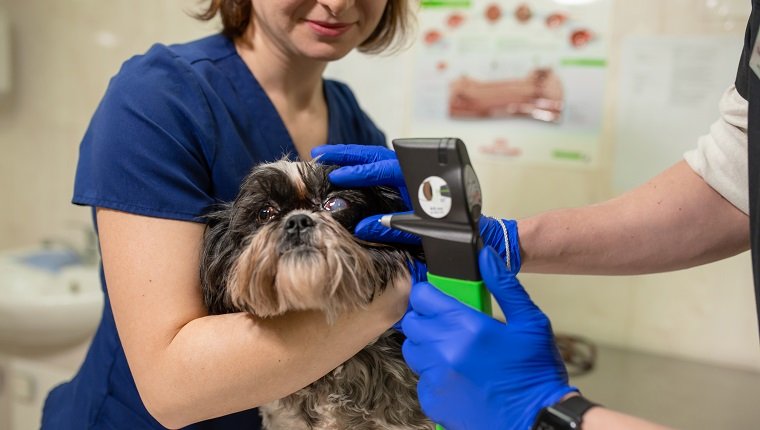Ein tierärztlicher Augenarzt führt einen medizinischen Eingriff durch und untersucht die Augen eines Hundes mit Hilfe eines ophthalmologischen Veterinär-Tonometers in einer Tierklinik. Untersuchung eines Hundes mit einem verletzten Auge.